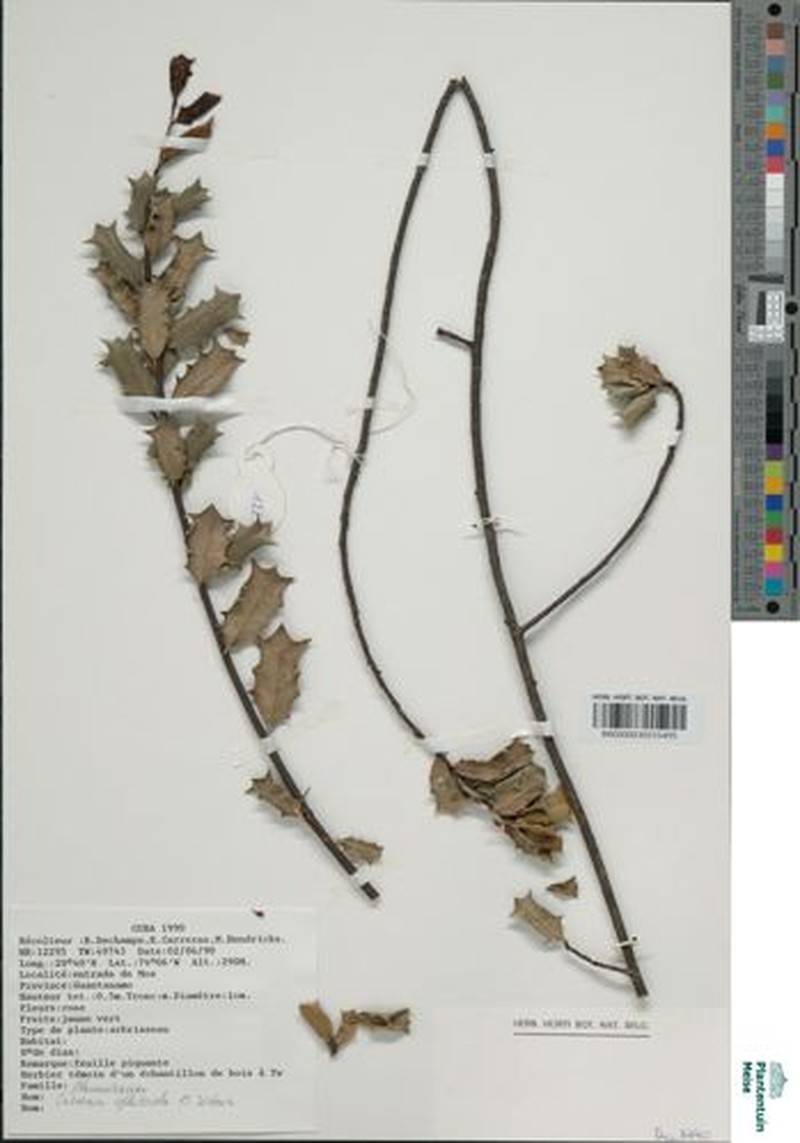 Casearia ophiticola