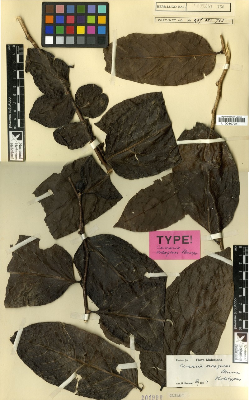 Casearia oreogenes
