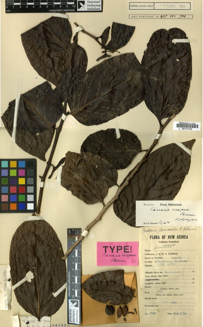 Casearia oreogenes photo 2