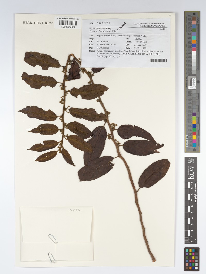 Casearia pachyphylla