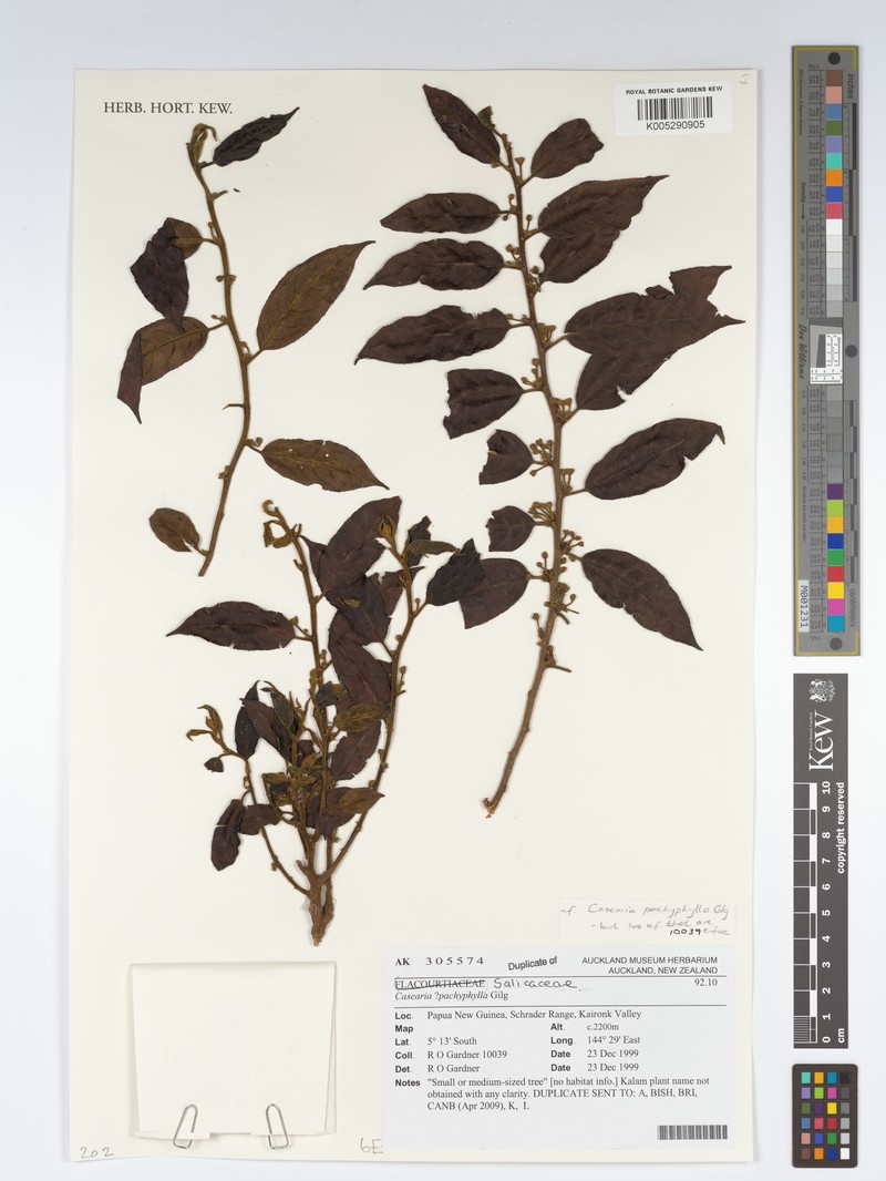 Casearia pachyphylla photo 2