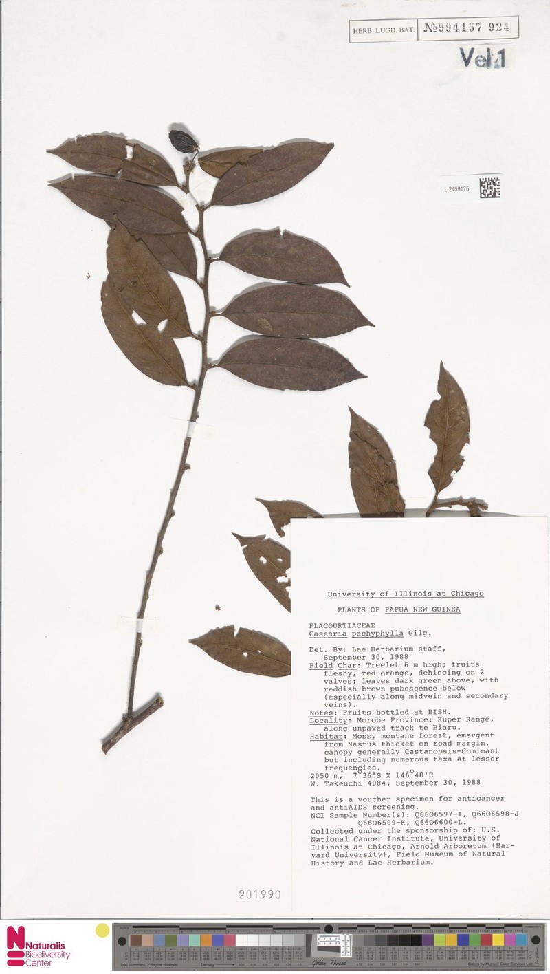 Casearia pachyphylla photo 3