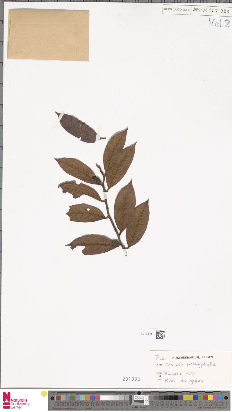 Casearia pachyphylla photo 4