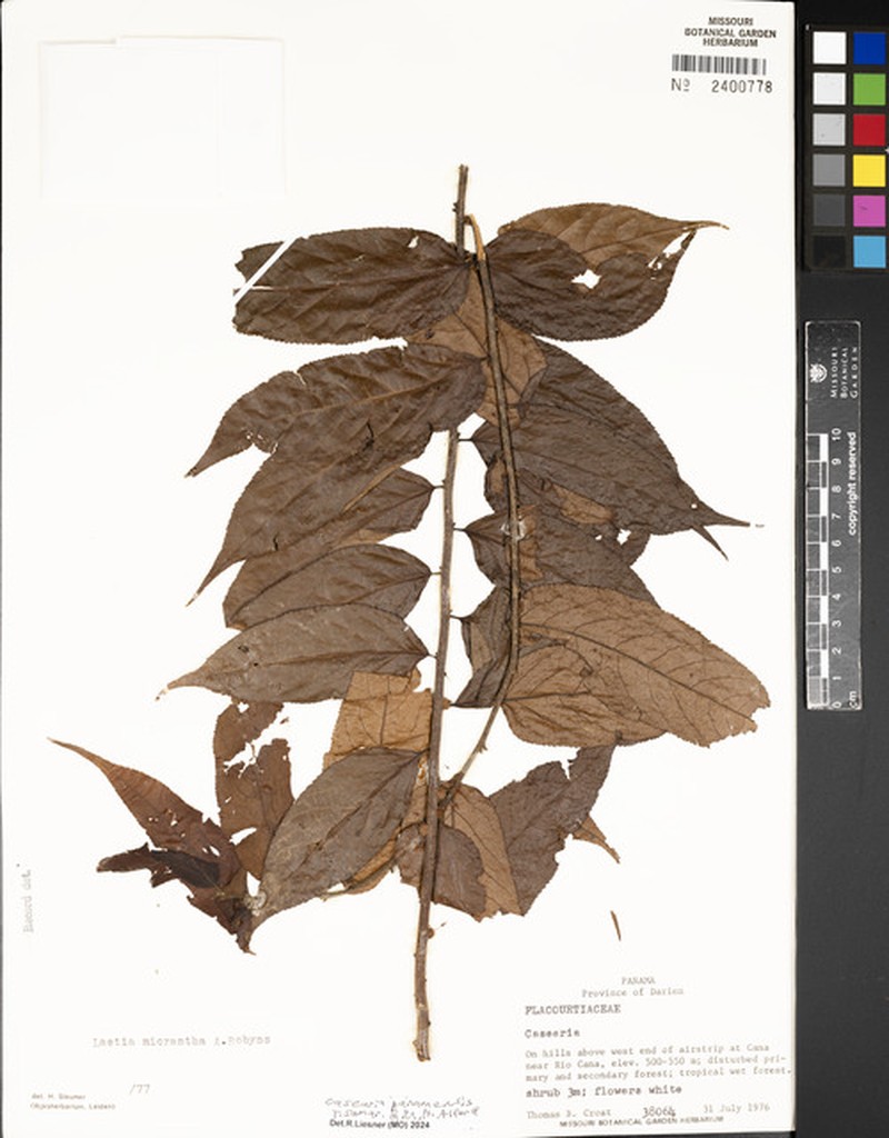 Casearia panamensis