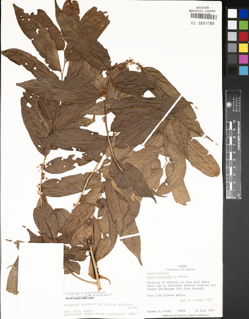 Casearia panamensis photo 2