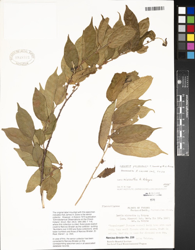 Casearia panamensis photo 3