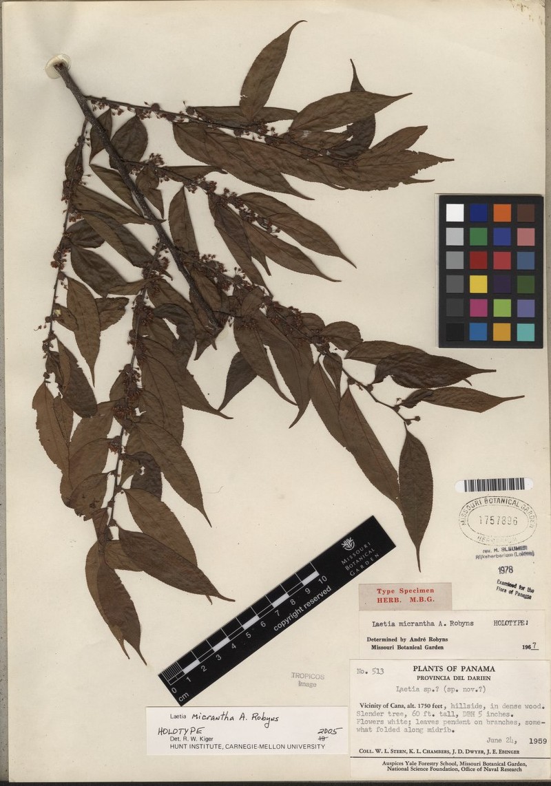 Casearia panamensis photo 4