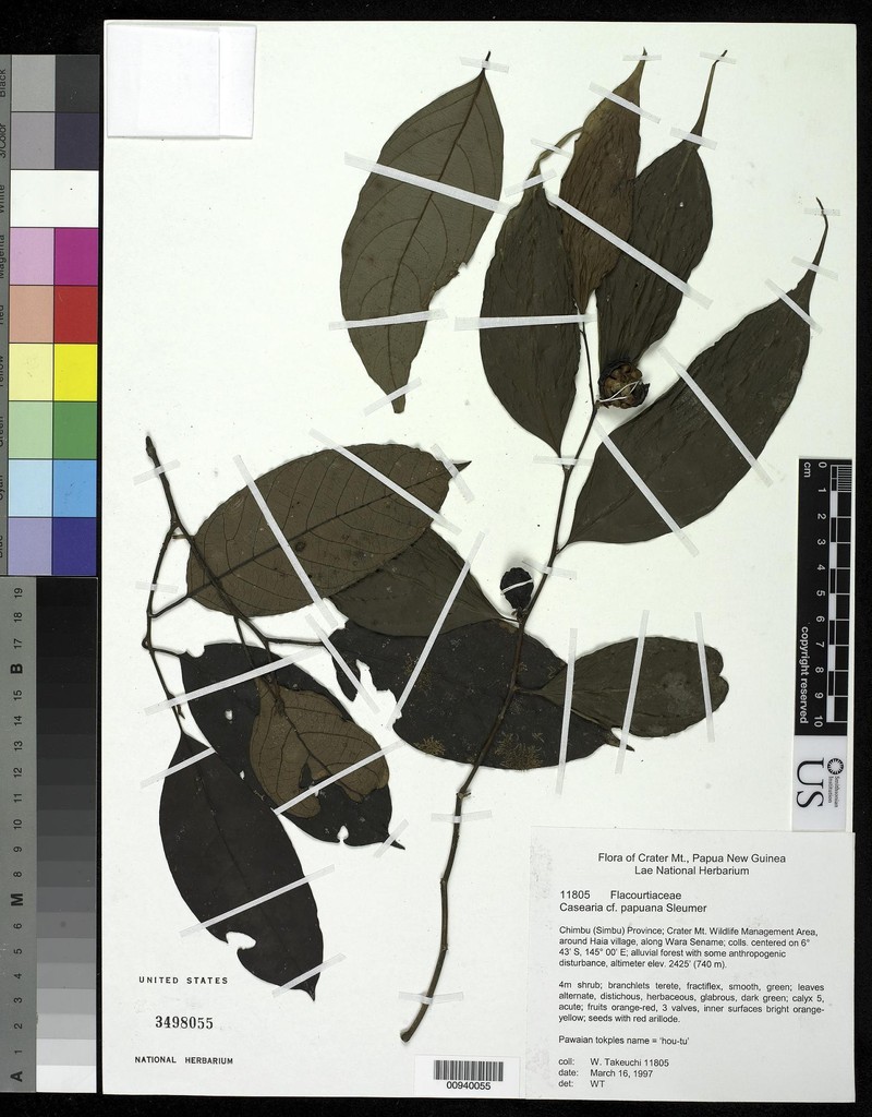 Casearia papuana
