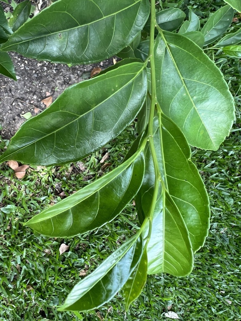 Casearia paranaensis