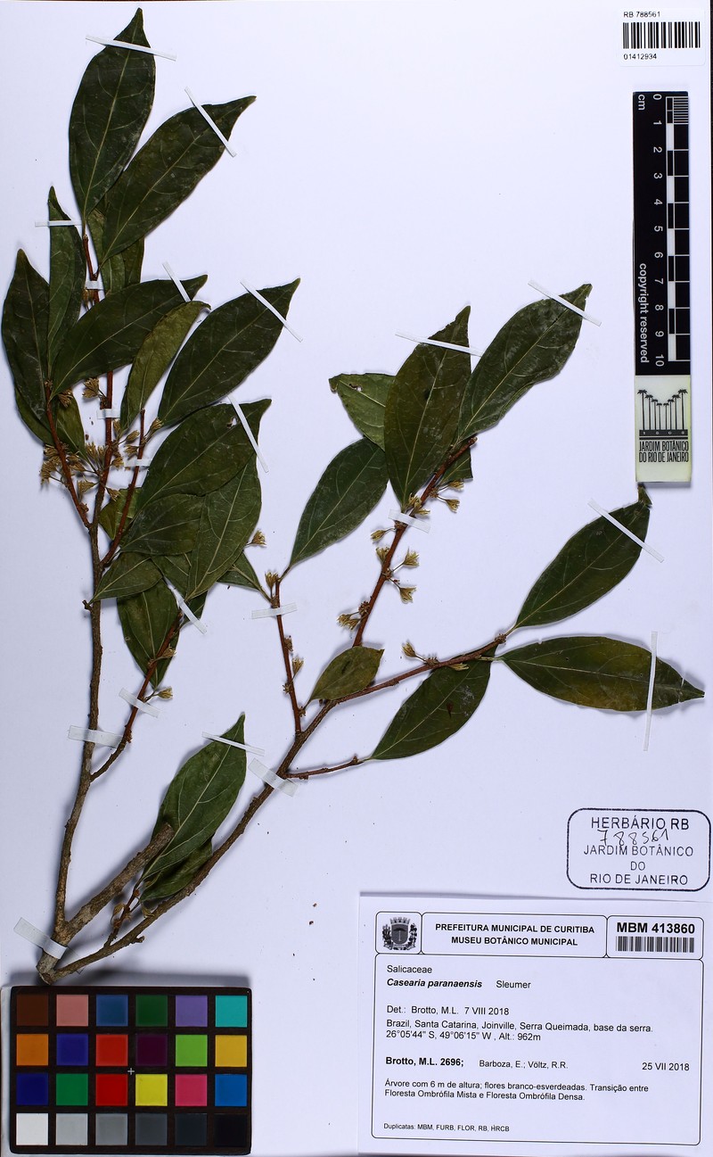 Casearia paranaensis photo 2