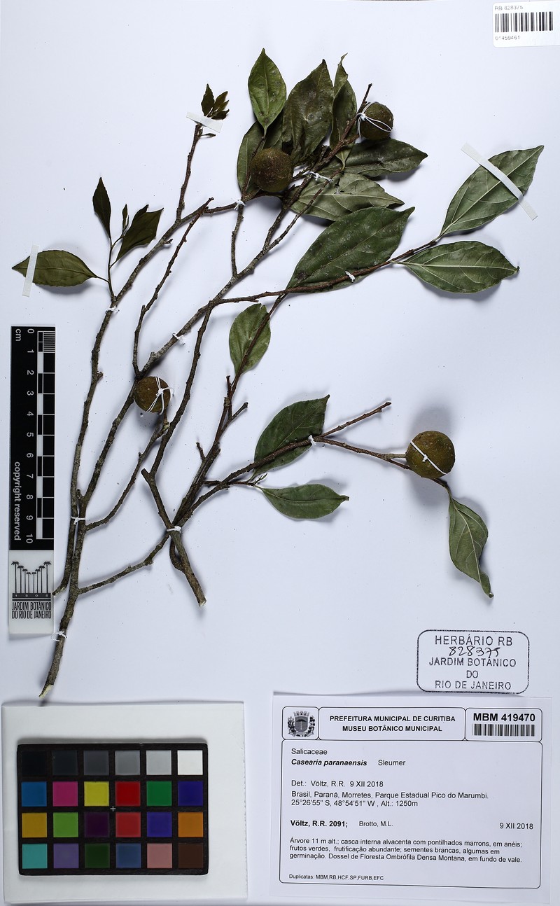 Casearia paranaensis photo 3
