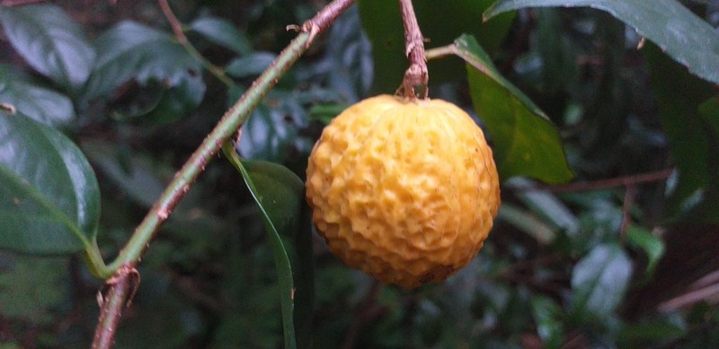 Casearia pauciflora