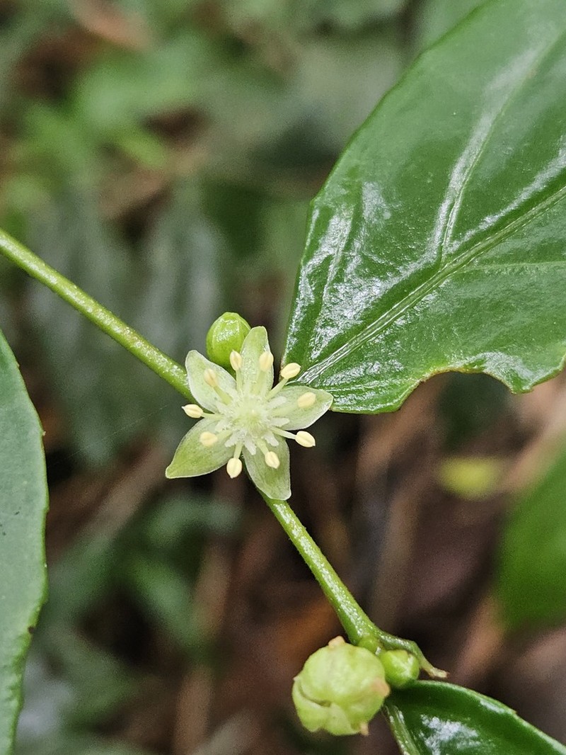 Casearia pauciflora photo 3