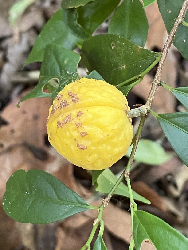 Casearia pauciflora photo 4
