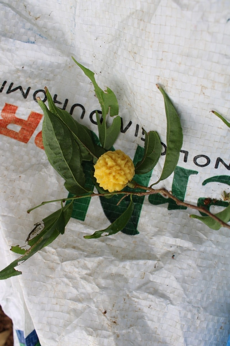 Casearia pauciflora photo 5
