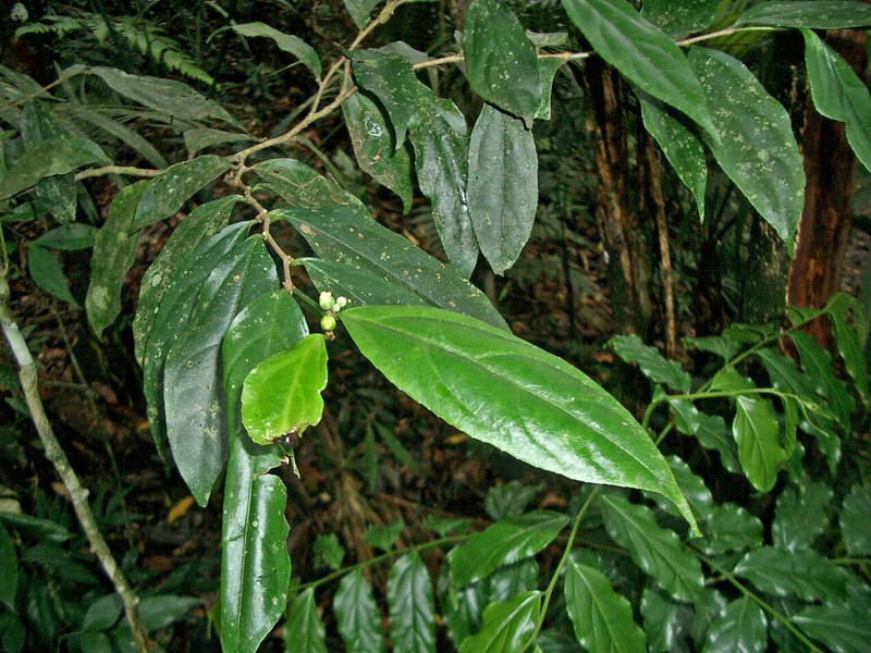 Casearia pauciflora photo 6