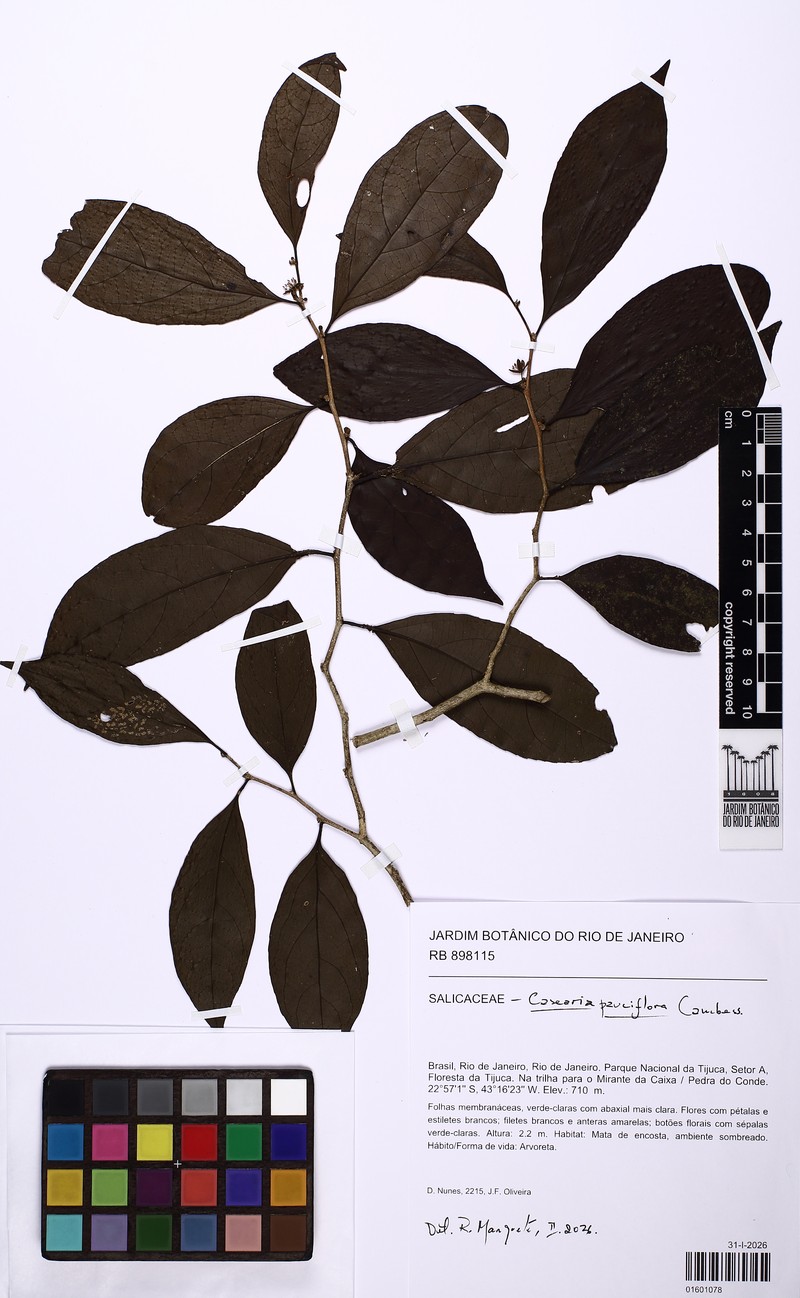 Casearia pauciflora photo 8
