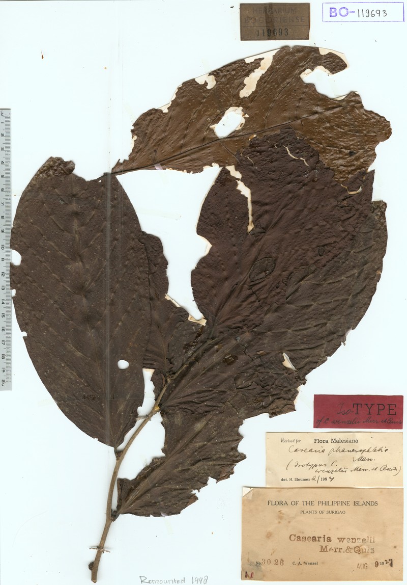 Casearia phanerophlebia