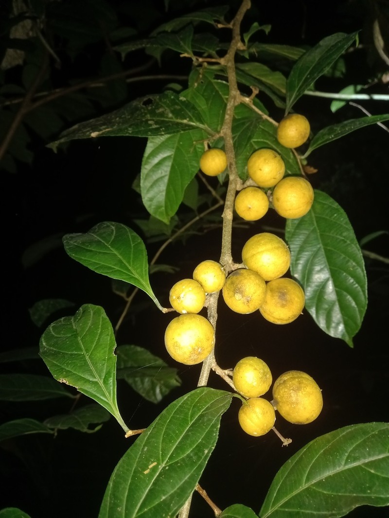 Casearia pitumba