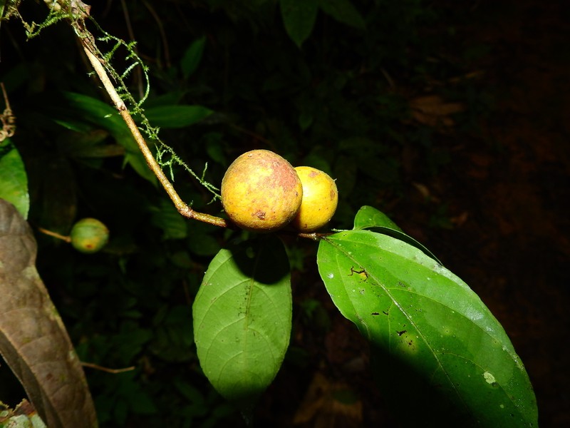 Casearia pitumba photo 2