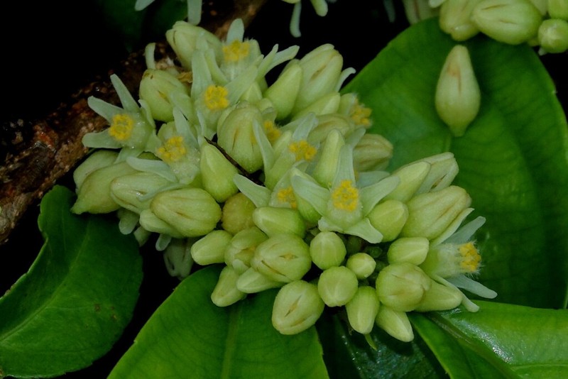 Casearia pitumba photo 3