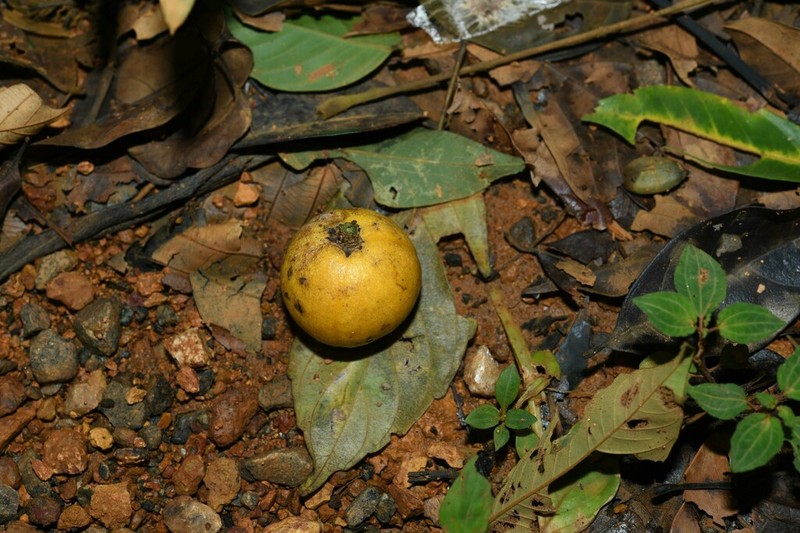 Casearia pitumba photo 4
