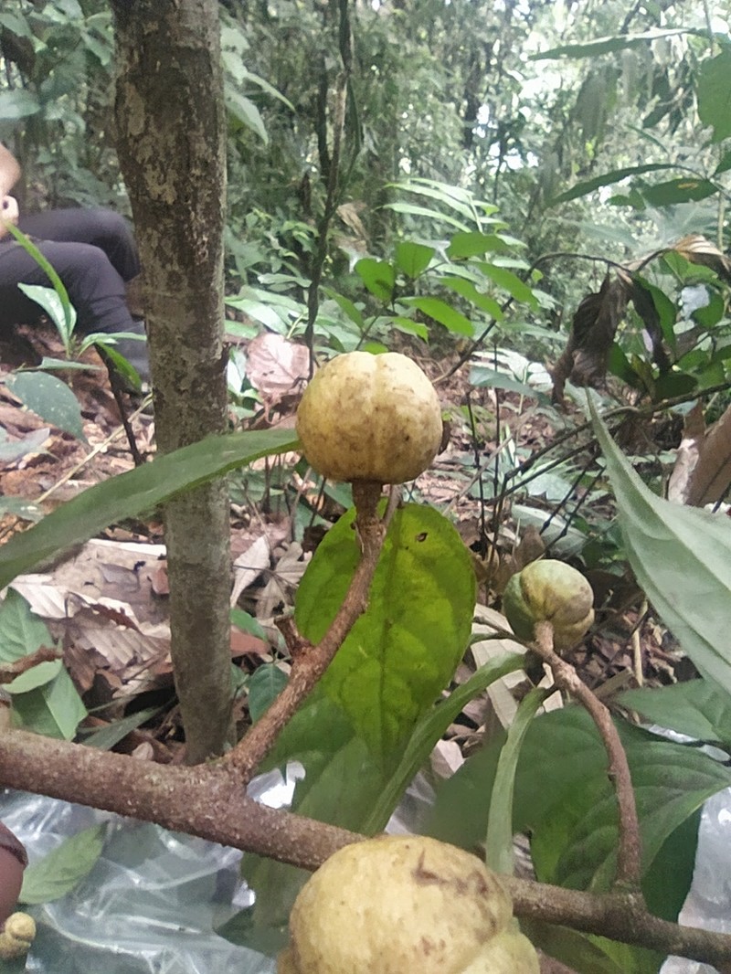 Casearia pitumba photo 5