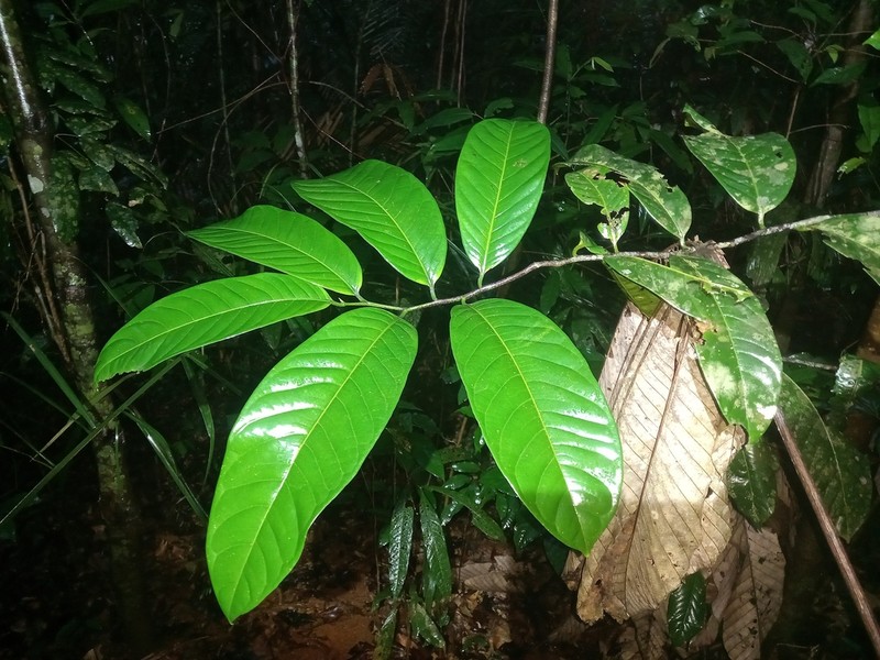 Casearia pitumba photo 7