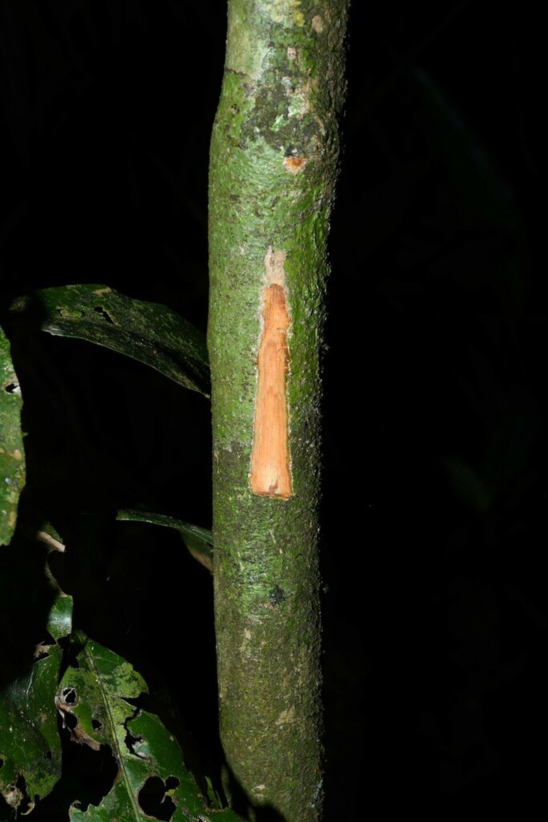 Casearia pitumba photo 8