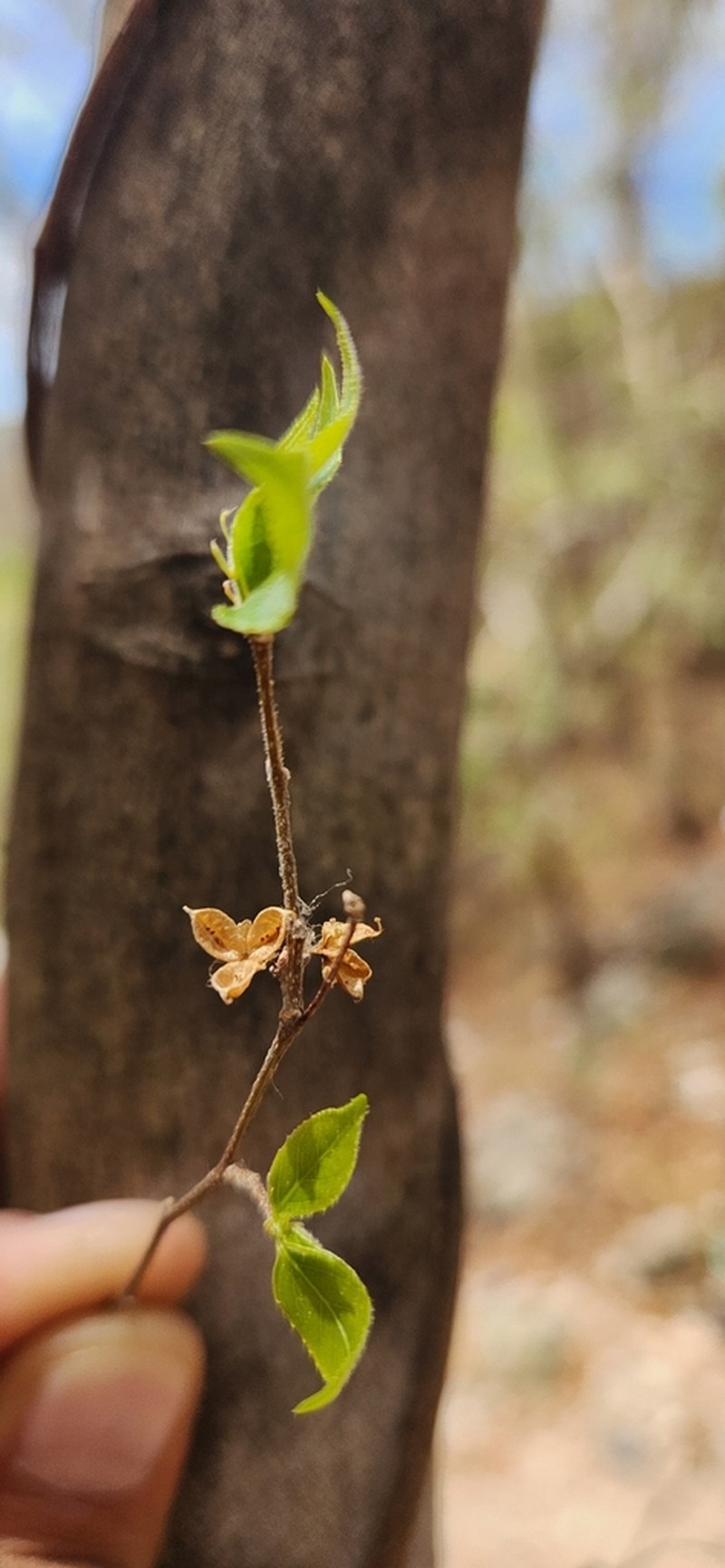 Casearia praecox