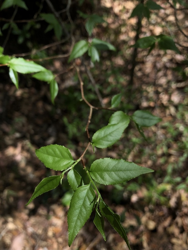 Casearia praecox photo 2