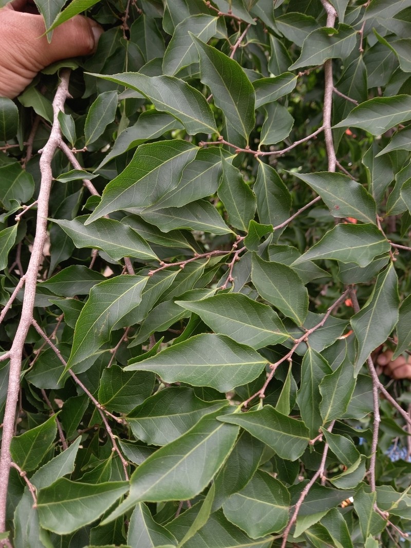Casearia praecox photo 3