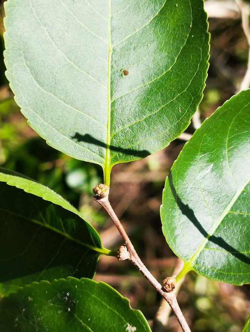 Casearia praecox photo 4