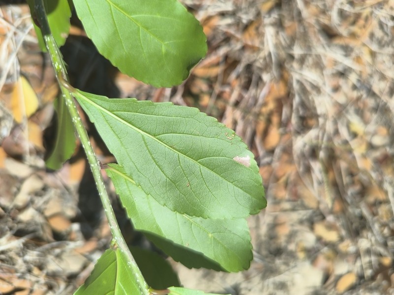 Casearia praecox photo 5