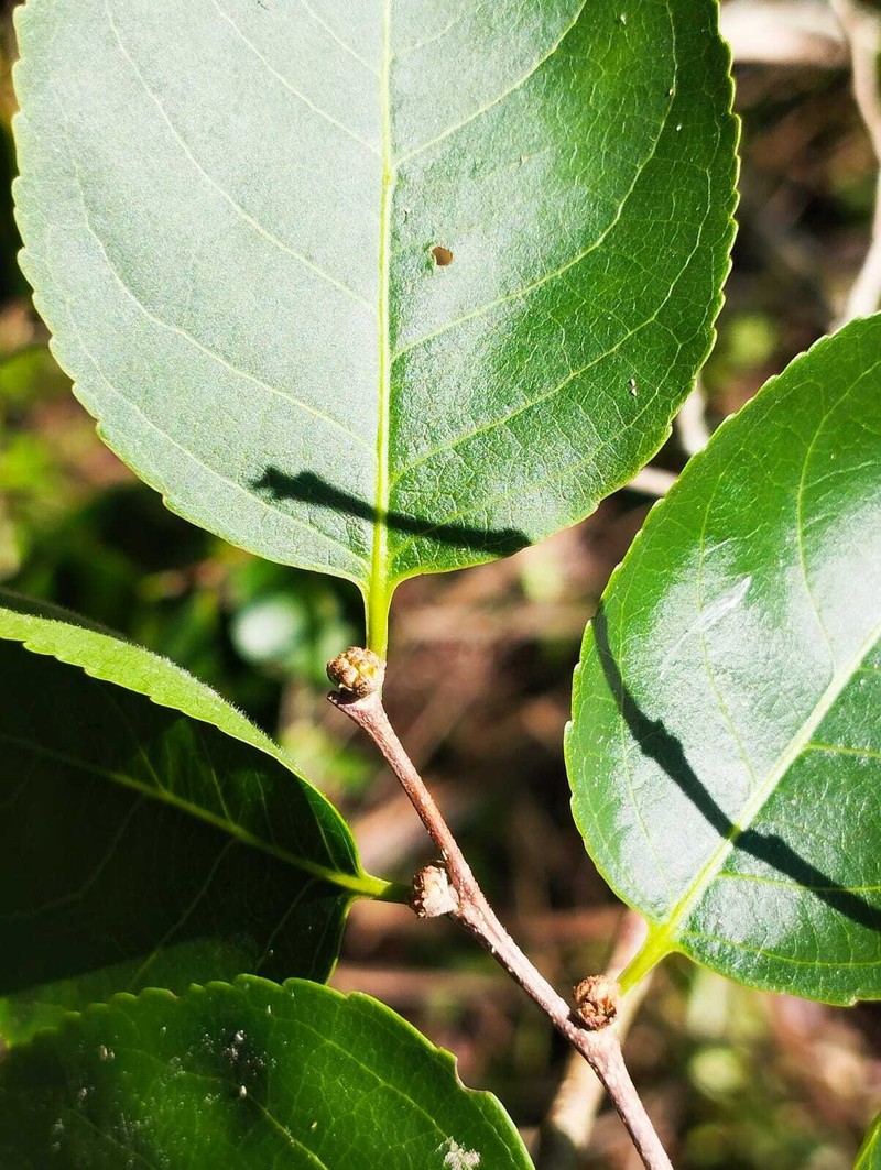 Casearia praecox photo 6