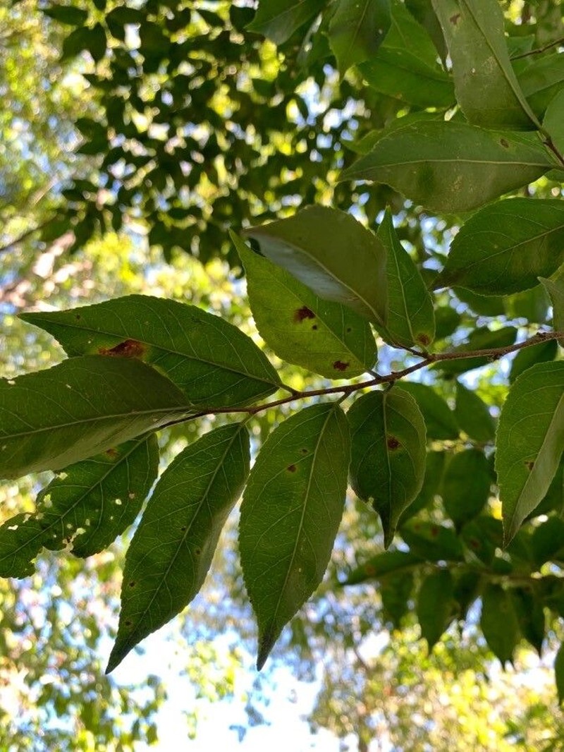 Casearia praecox photo 7
