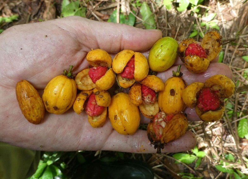 Casearia prismatocarpa