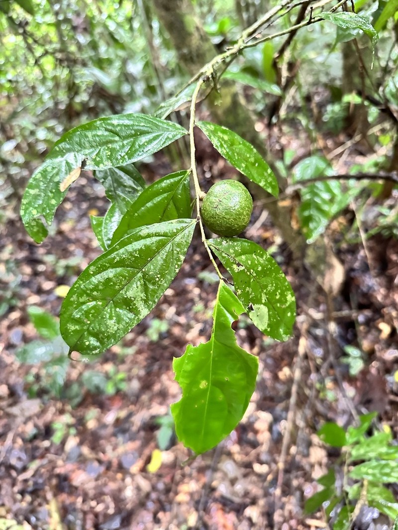 Casearia prunifolia