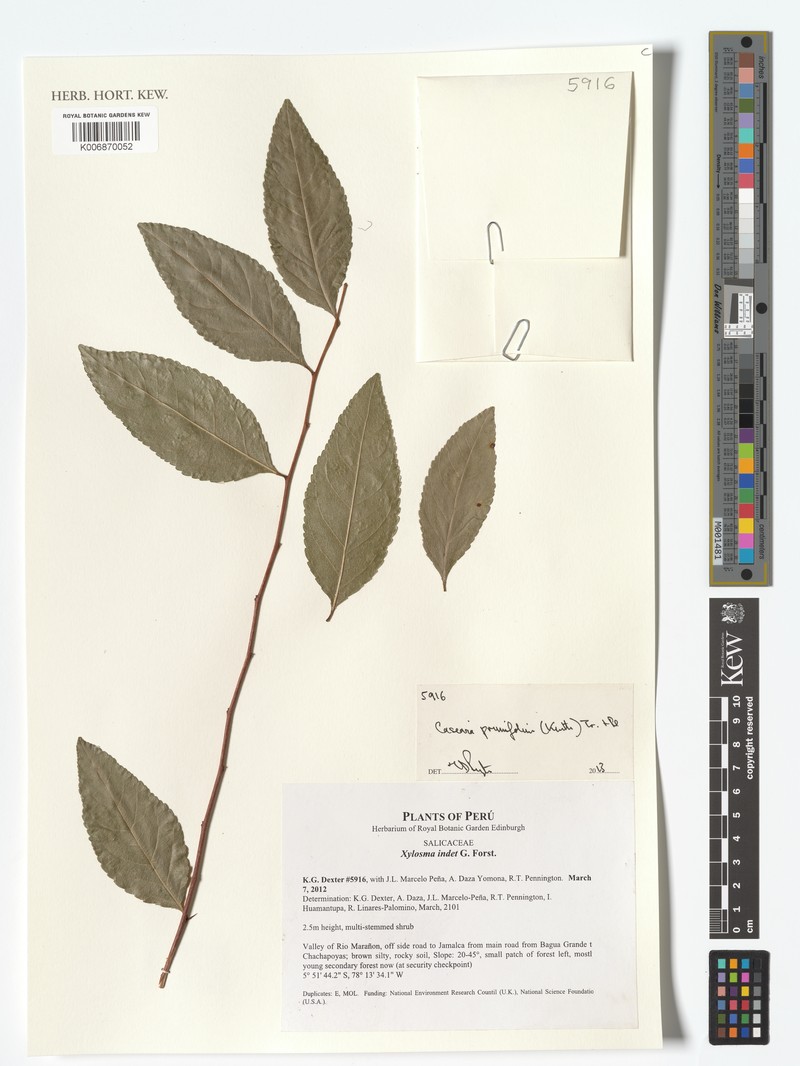 Casearia prunifolia photo 2