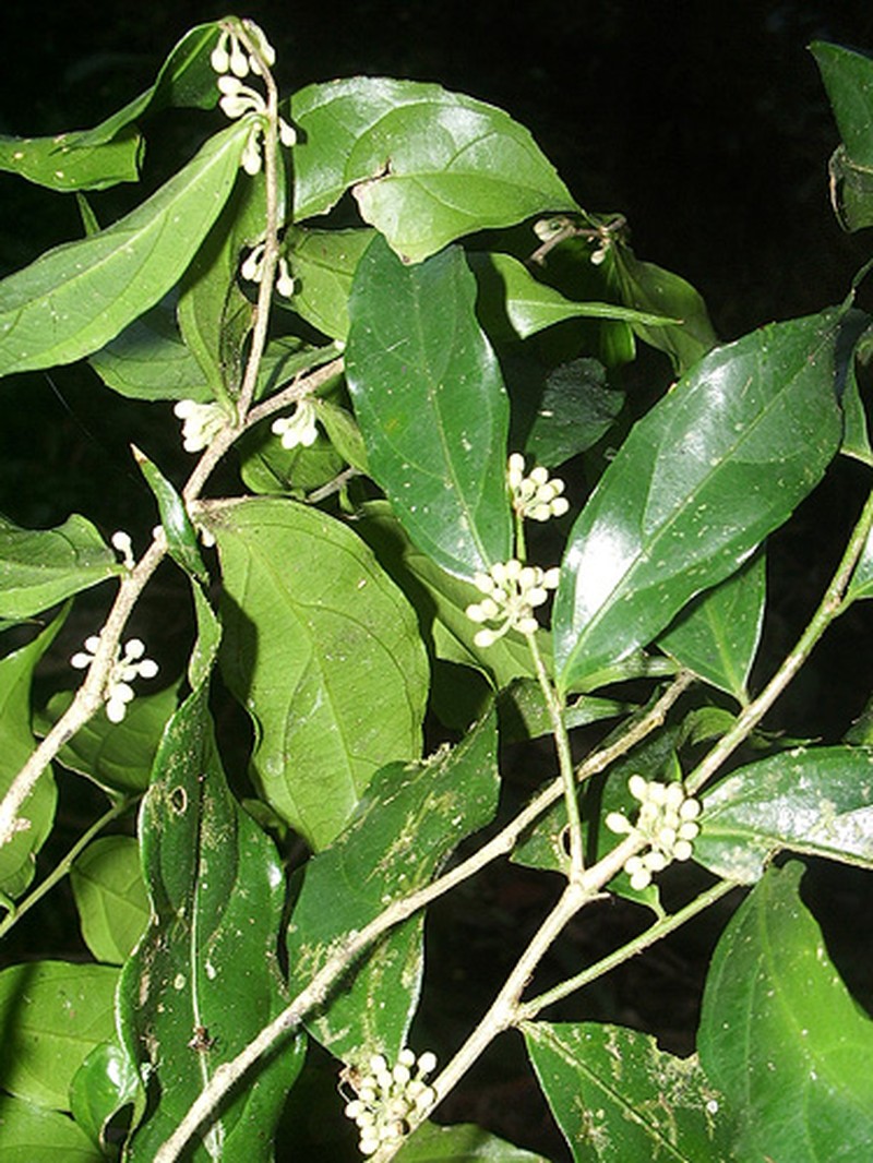 Casearia prunifolia photo 3