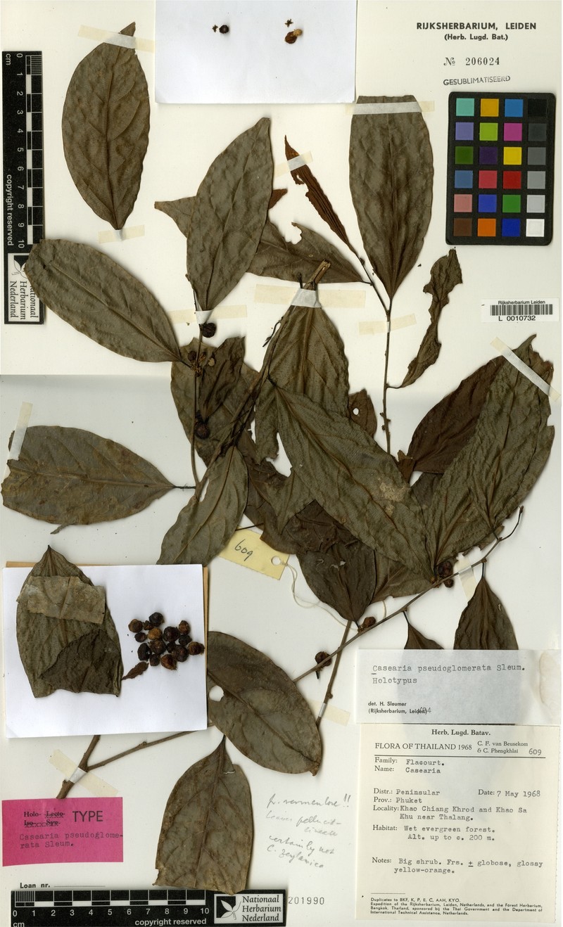 Casearia pseudoglomerata