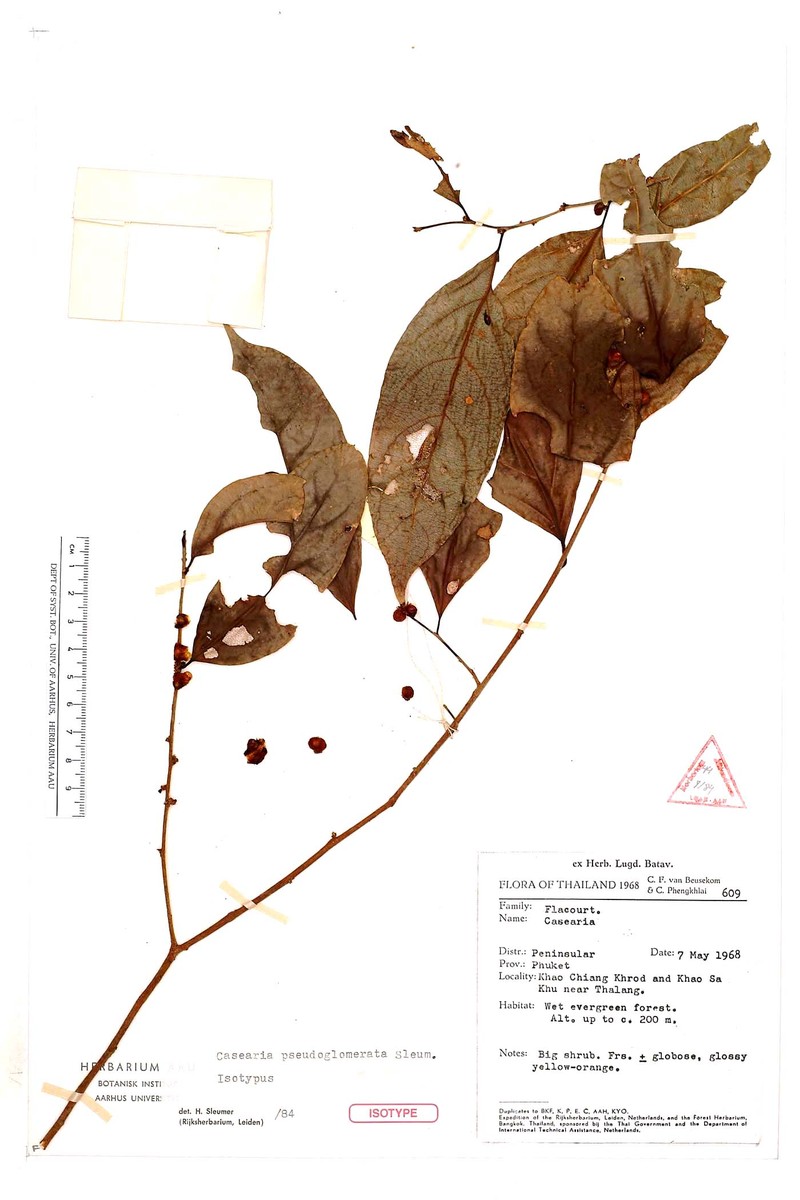 Casearia pseudoglomerata photo 2