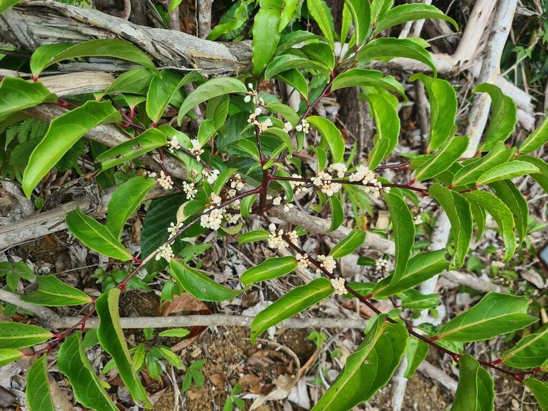 Casearia puberula