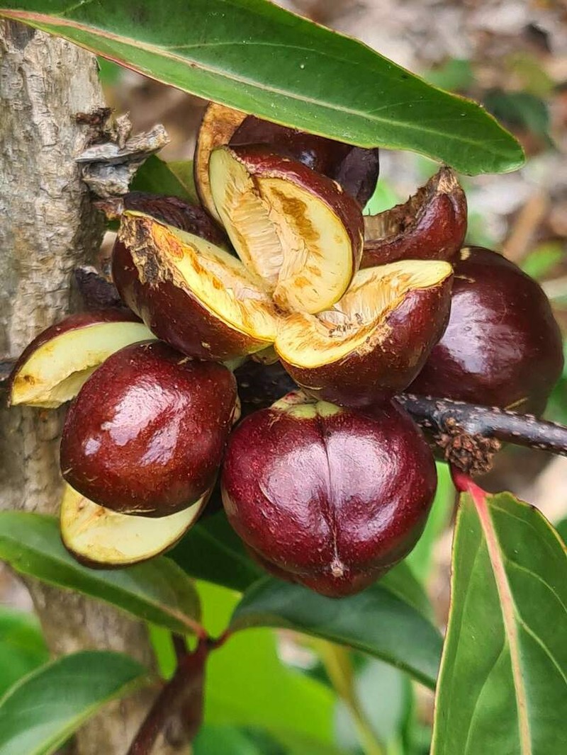Casearia puberula photo 2