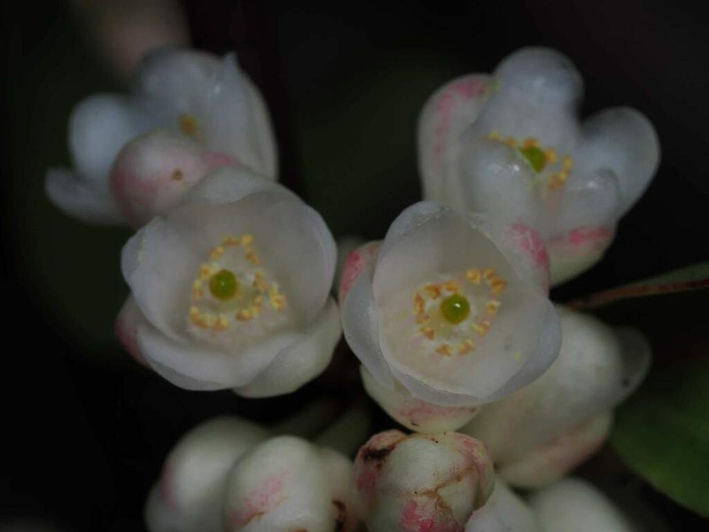 Casearia puberula photo 3