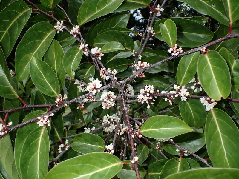 Casearia puberula photo 4