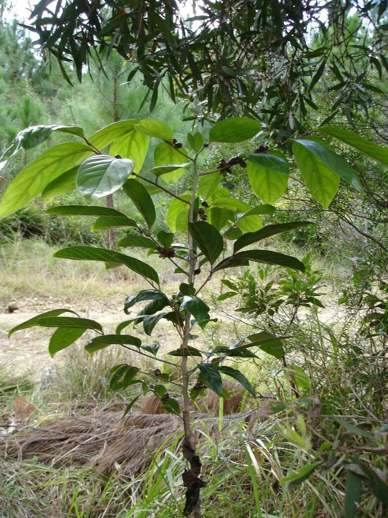 Casearia puberula photo 5