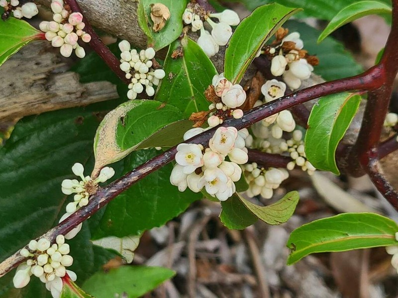 Casearia puberula photo 6