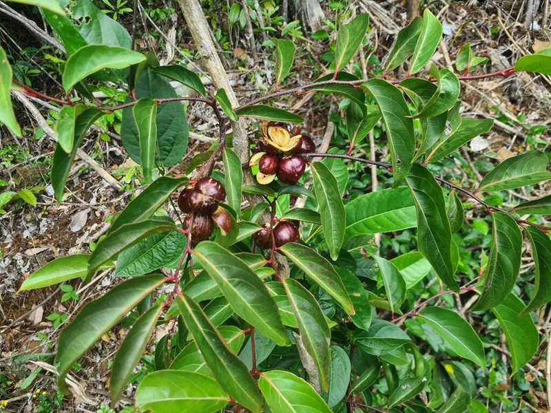 Casearia puberula photo 8