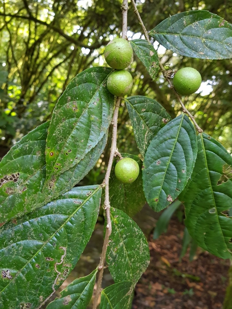 Casearia quinduensis